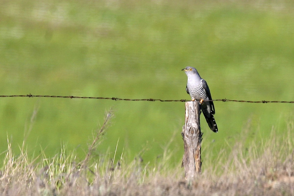 Common Cuckoo - ML638987038