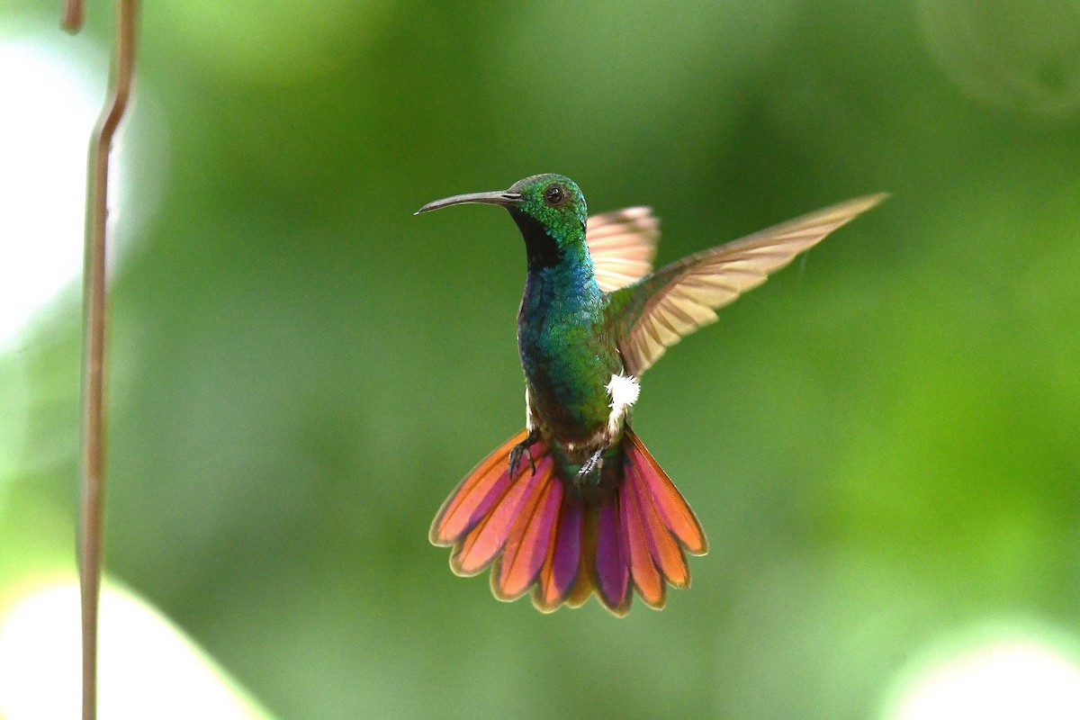 Green-breasted Mango - ML638987042