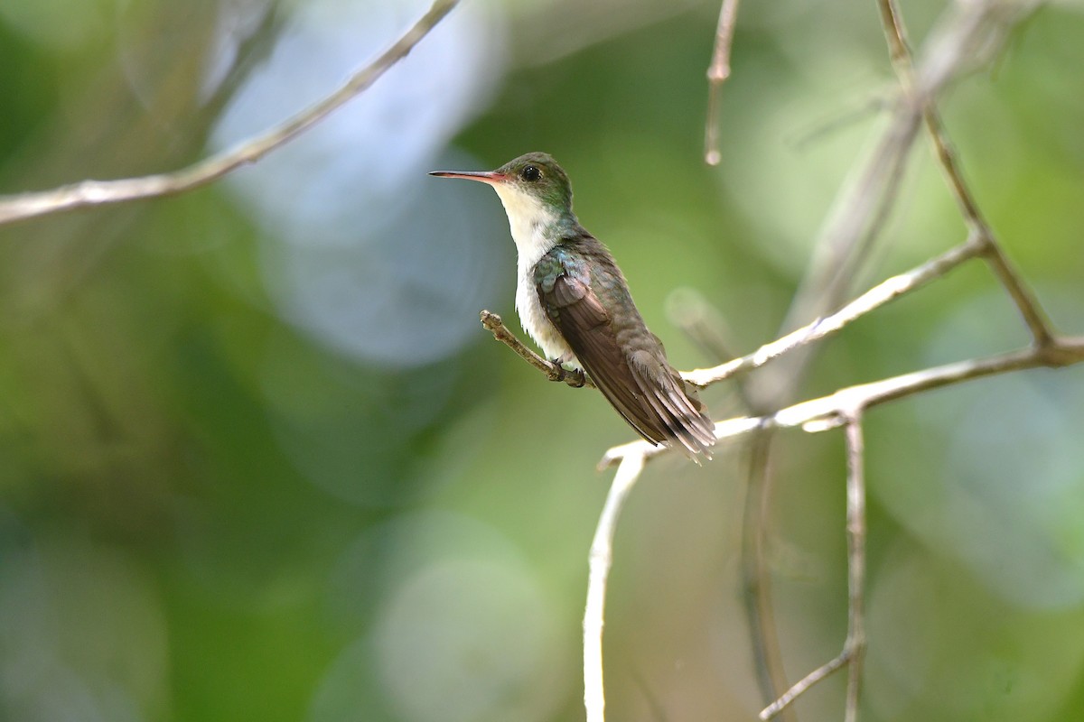 White-bellied Emerald - ML638987057