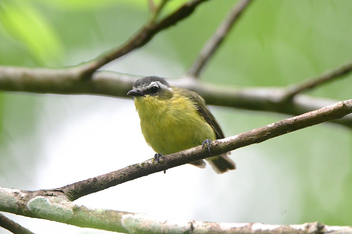 Yellow-bellied Tyrannulet - ML638987058