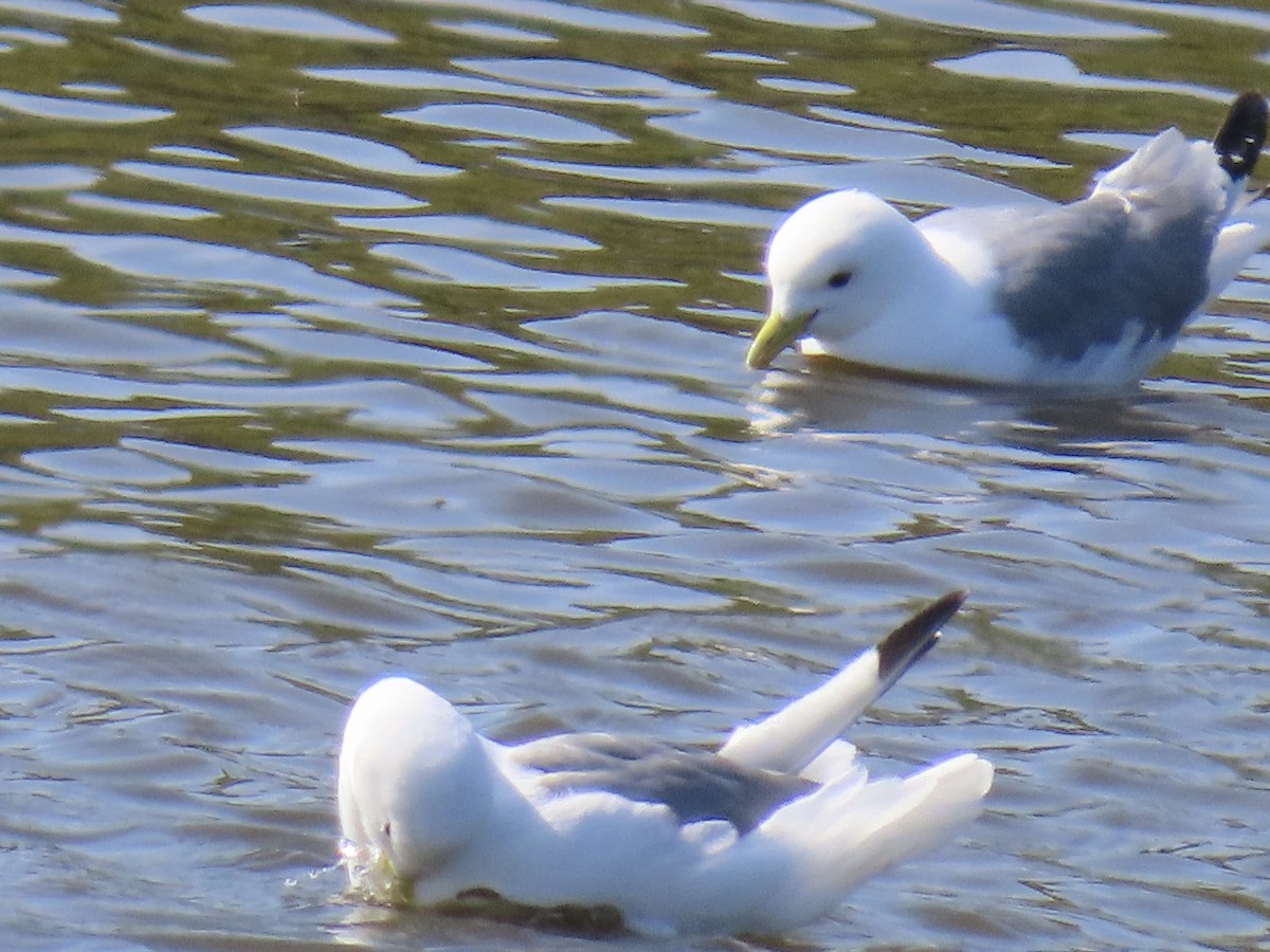 Gaviota Tridáctila - ML638987078