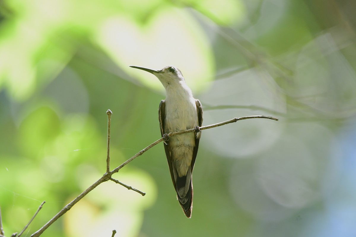 Wedge-tailed Sabrewing - ML638987089
