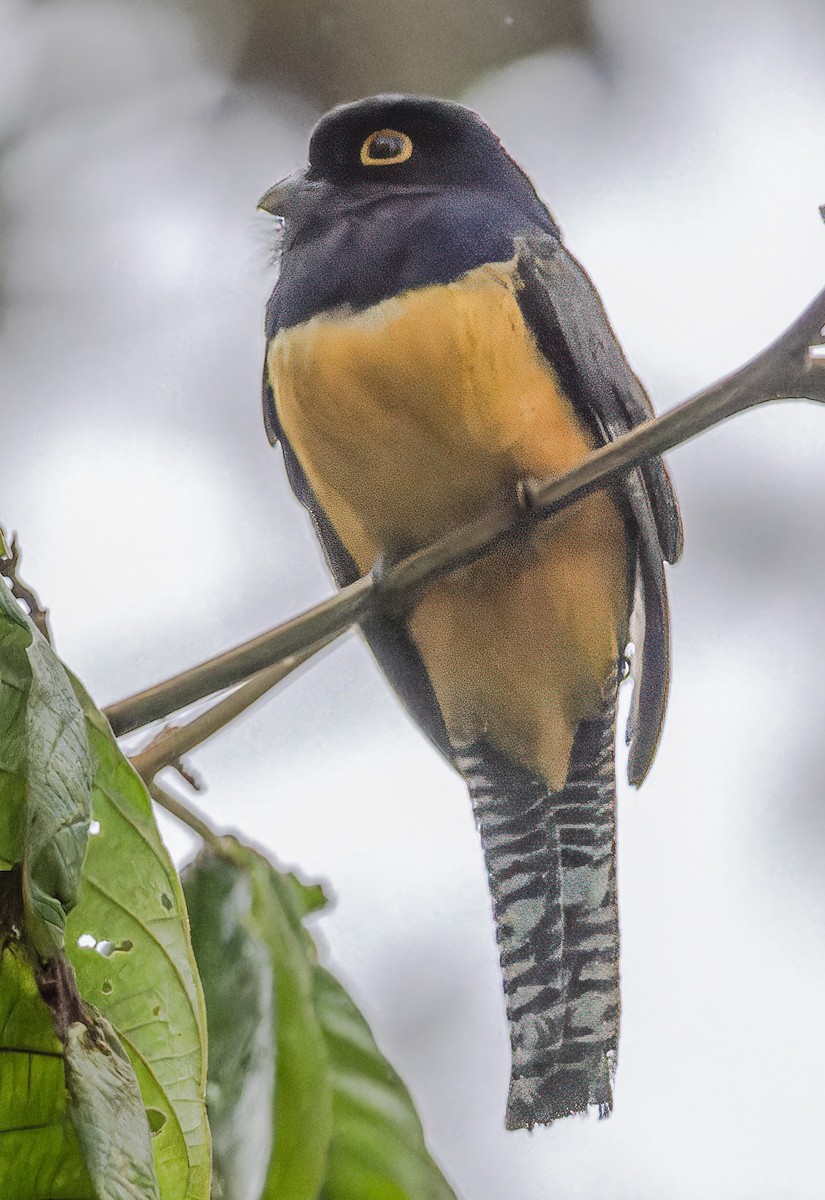 Gartered Trogon - ML638987124