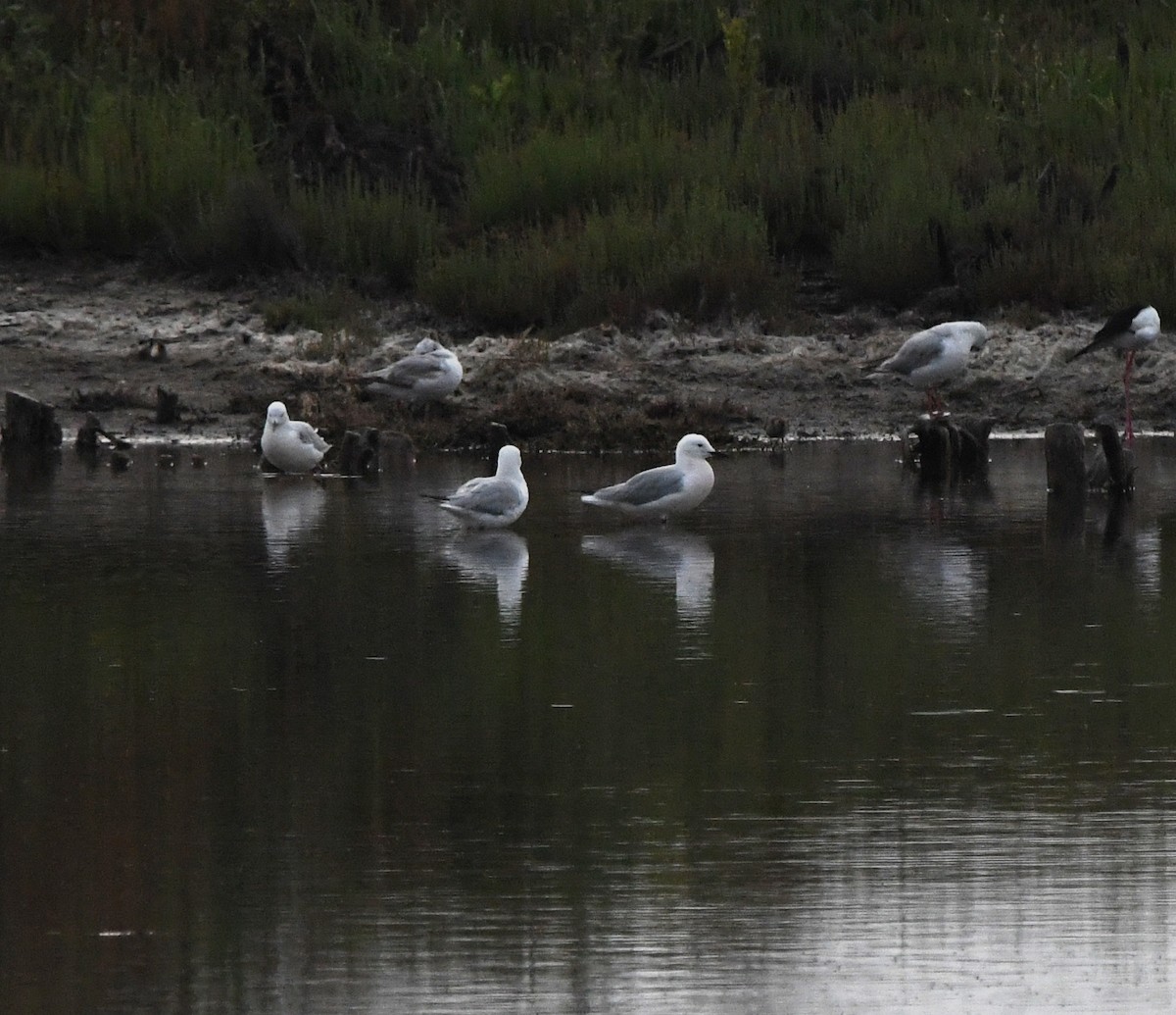 Slender-billed Gull - ML638987132