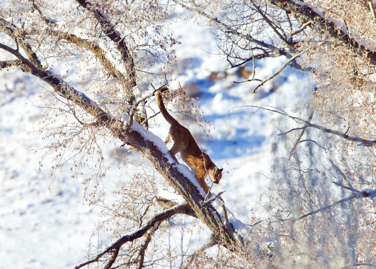 Animals - ML638987138