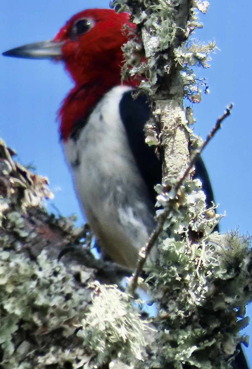 Red-headed Woodpecker - ML638987163