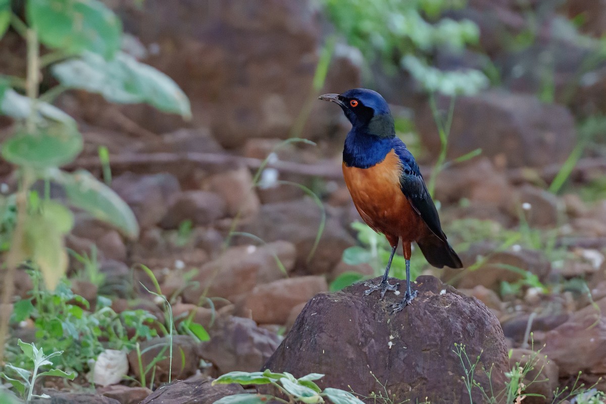 Hildebrandt's Starling - ML638987164