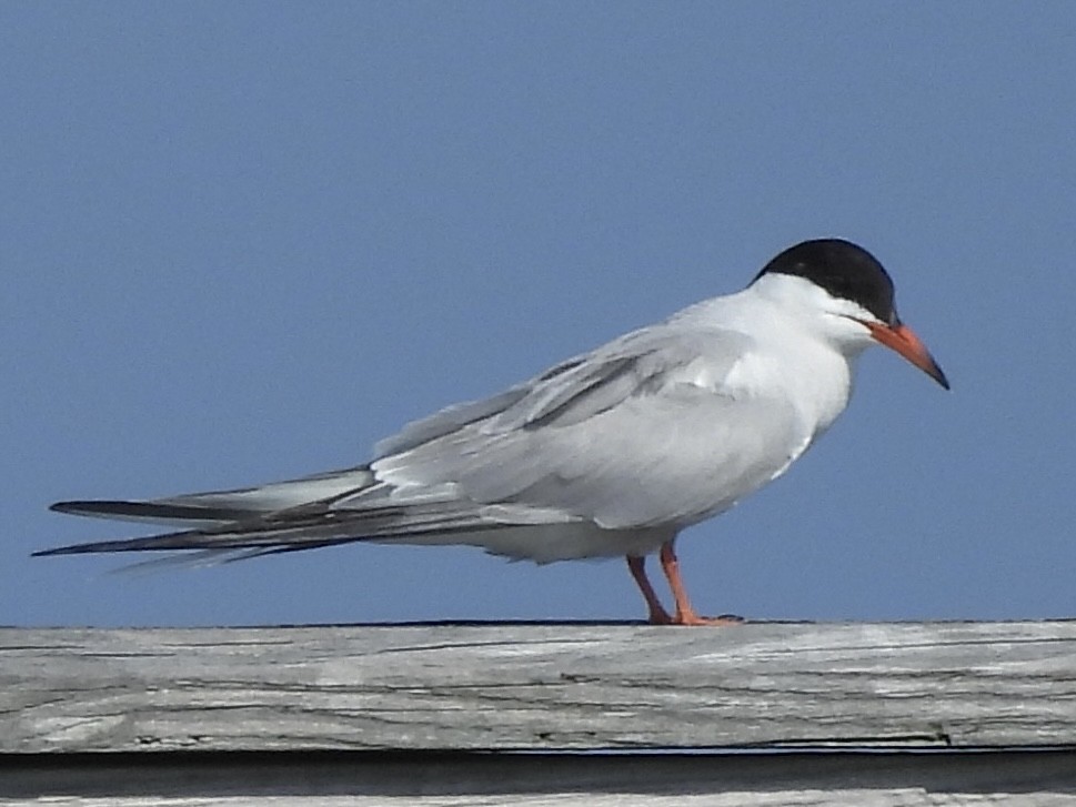 アジサシ - ML638987167