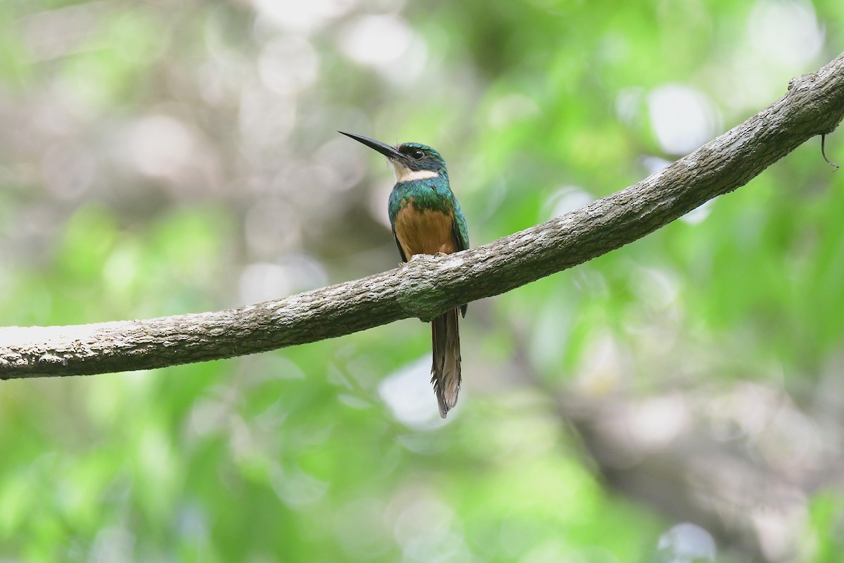 Rufous-tailed Jacamar - ML638987184
