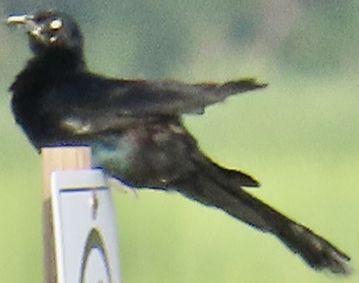 Boat-tailed Grackle - ML638987192