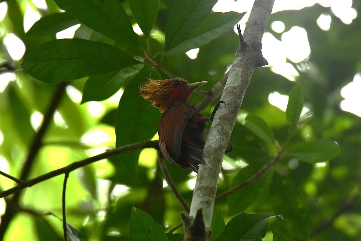 Chestnut-colored Woodpecker - ML638987193