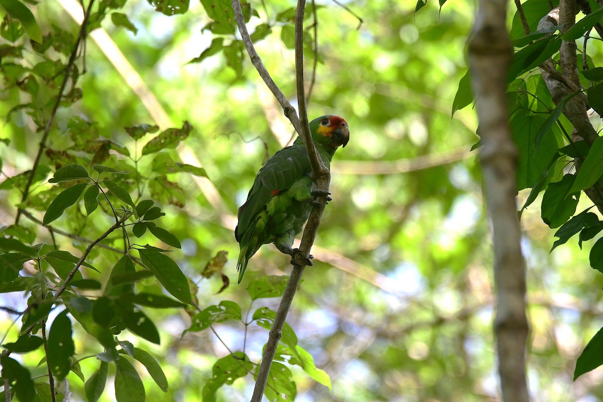 Red-lored Amazon - ML638987194
