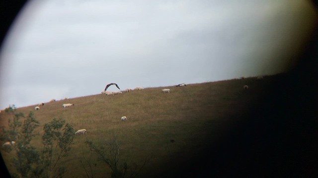 Fischadler - ML638987196