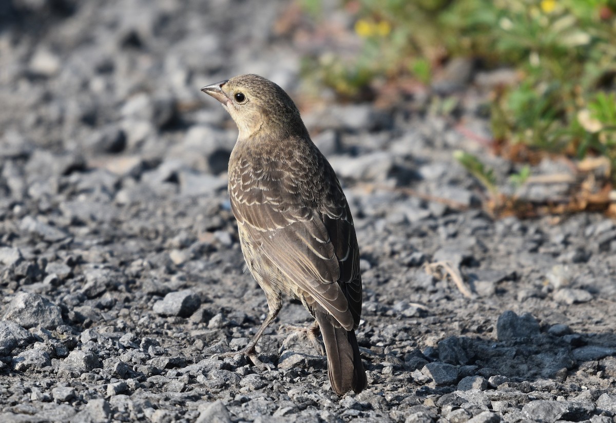 brunhodetrupial - ML638987201