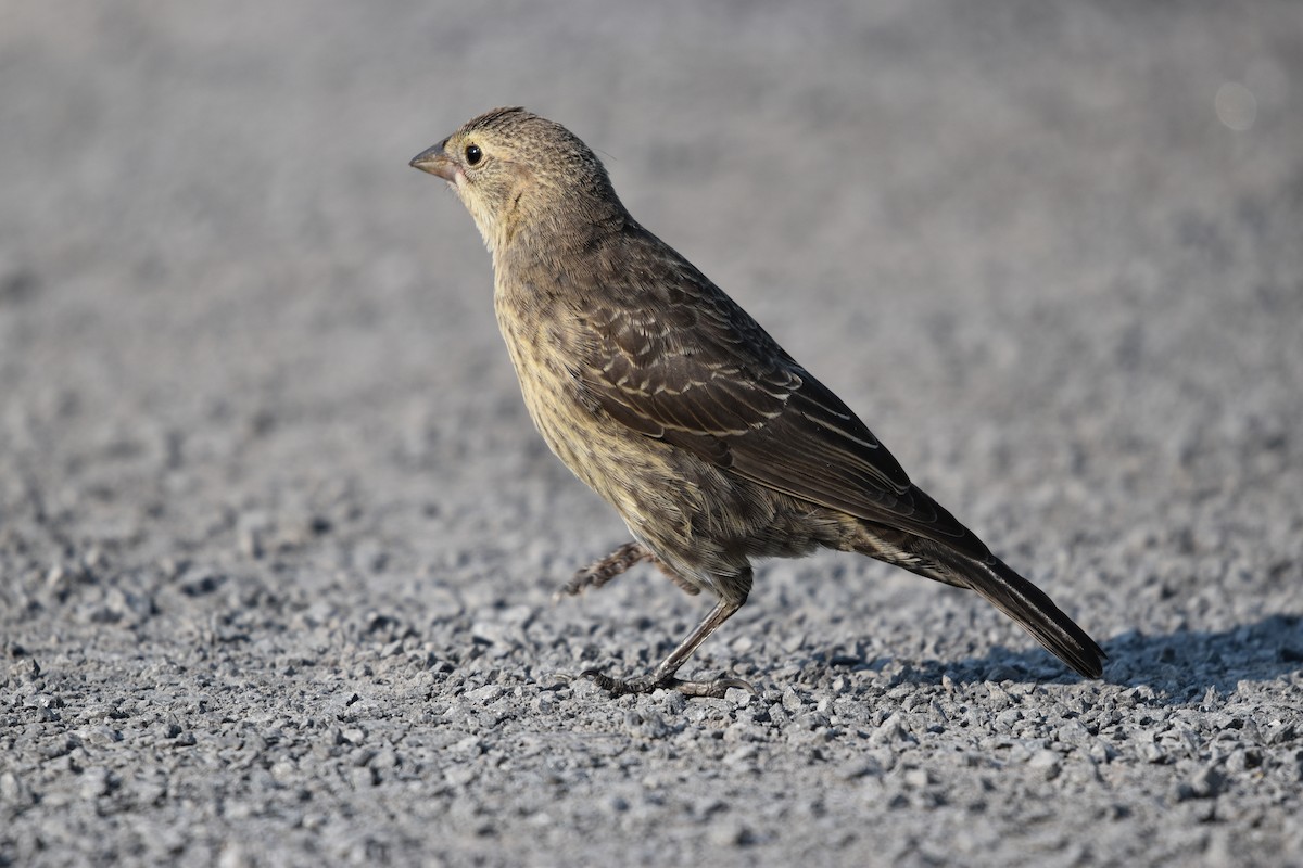 brunhodetrupial - ML638987202