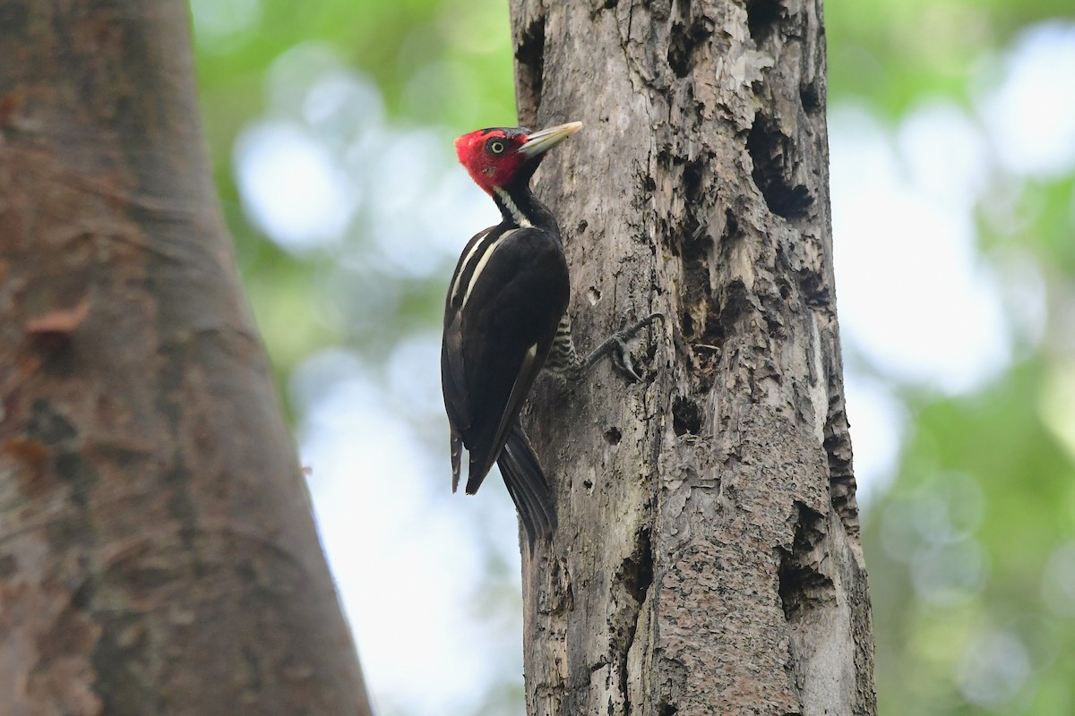 Pale-billed Woodpecker - ML638987246