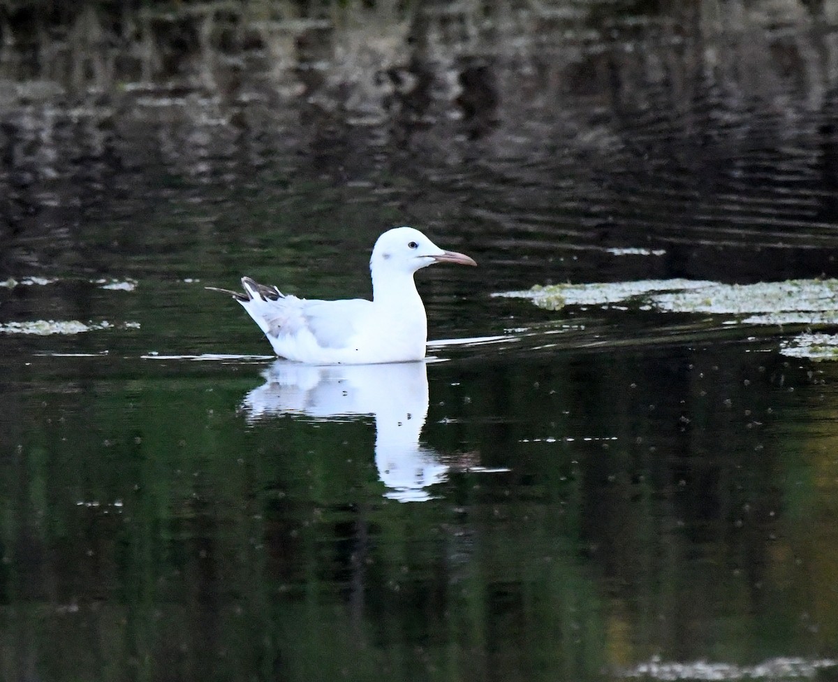 Slender-billed Gull - ML638987247