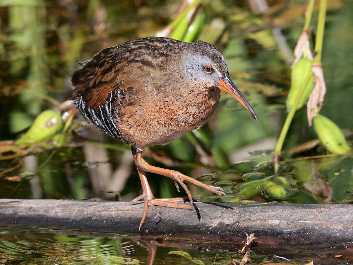 Virginia Rail - ML638987258