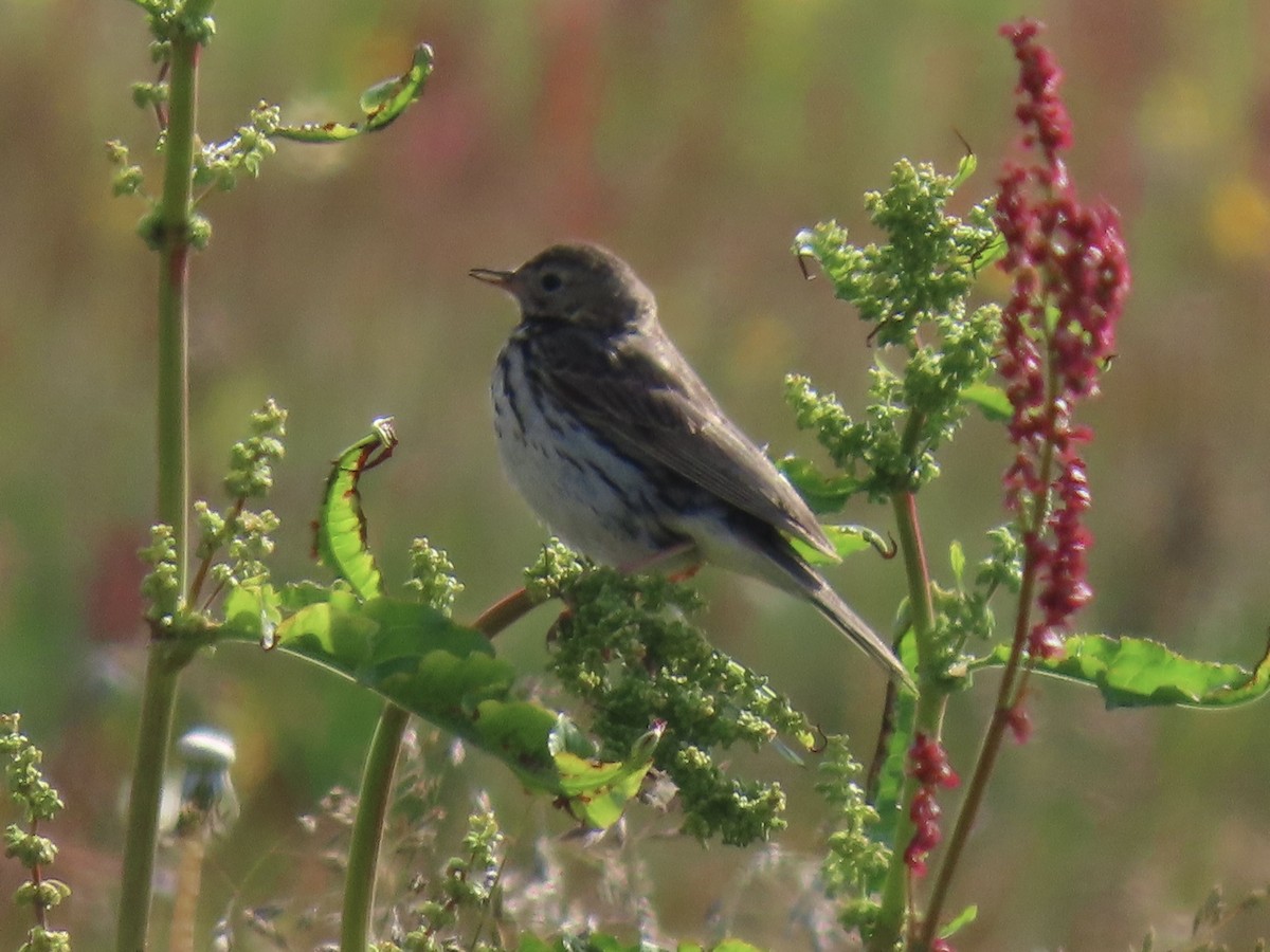 Meadow Pipit - ML638987259