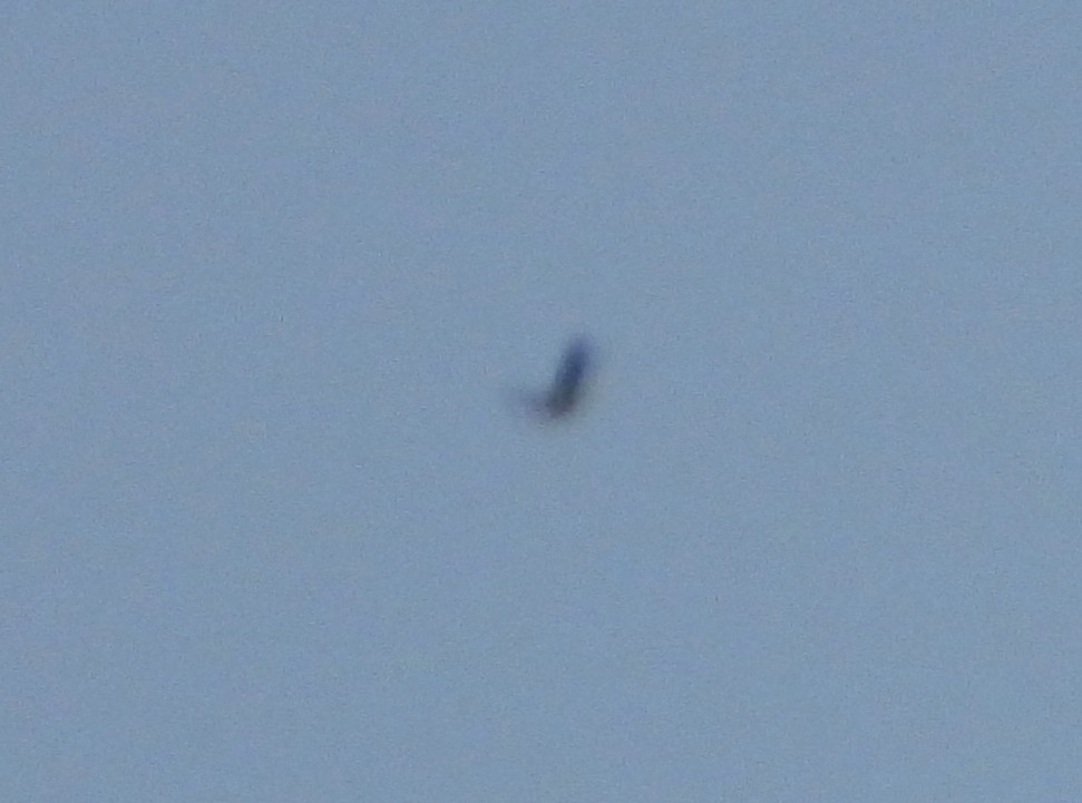 Turkey Vulture - ML638987260