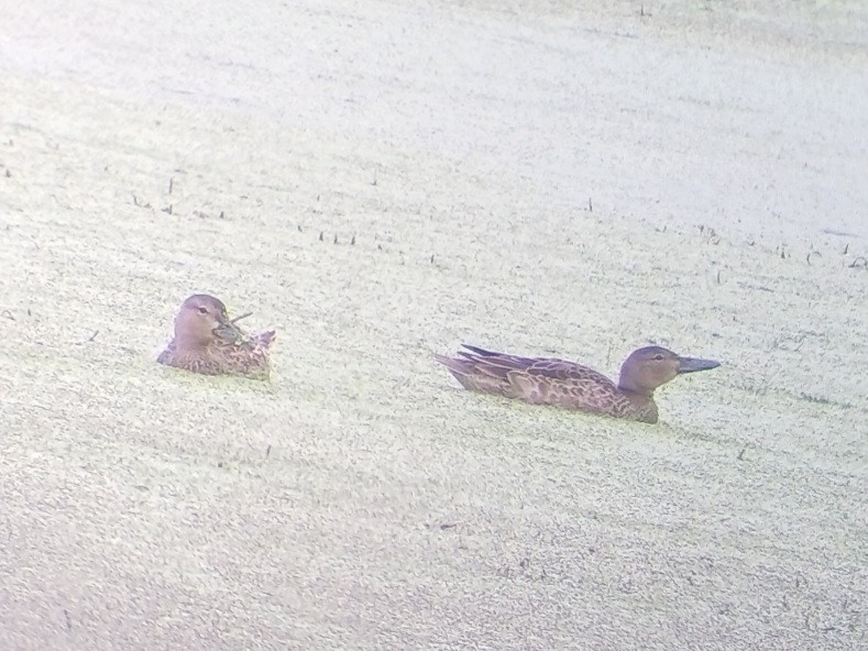 Cinnamon Teal - ML638987282