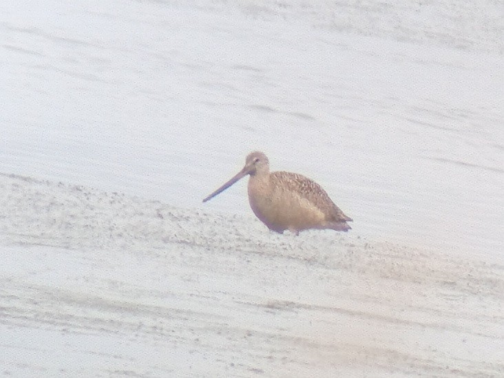 Marbled Godwit - ML638987288