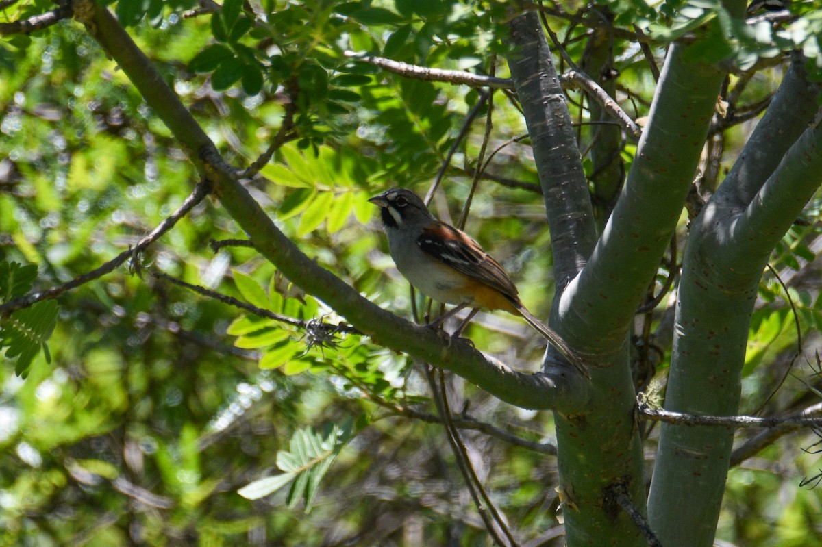 Bridled Sparrow - ML638987306