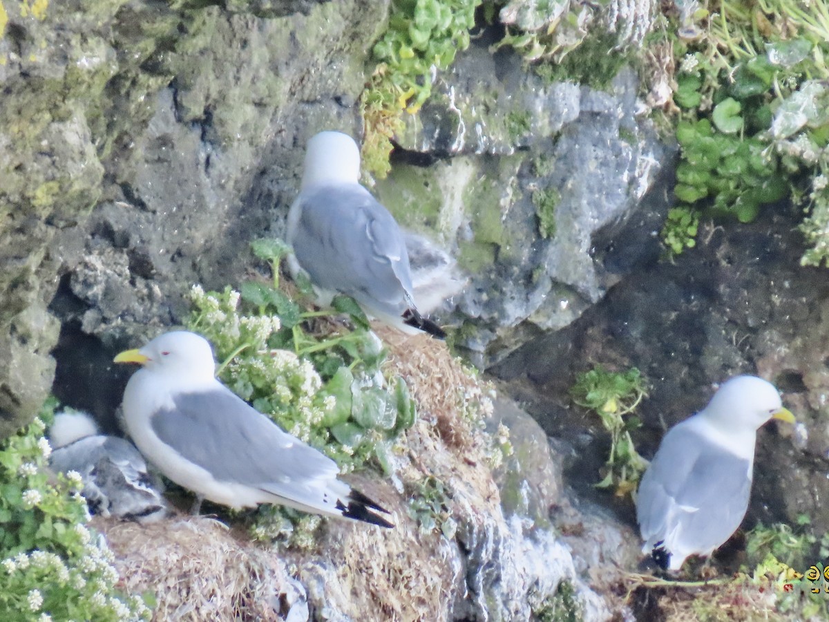 Gaviota Tridáctila - ML638987322
