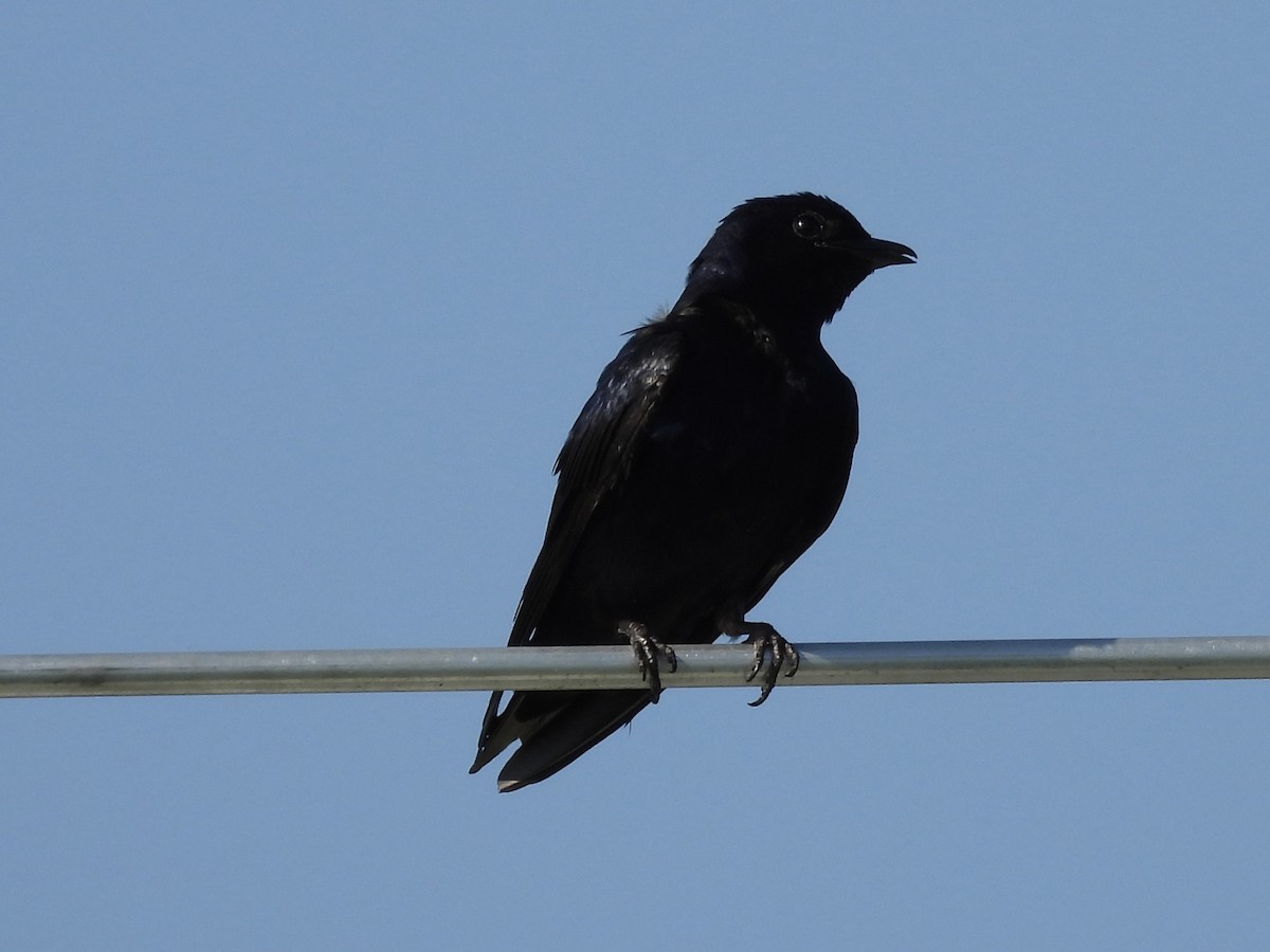Golondrina Purpúrea - ML638987338