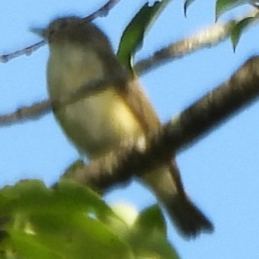 Warbling Vireo - ML638987371