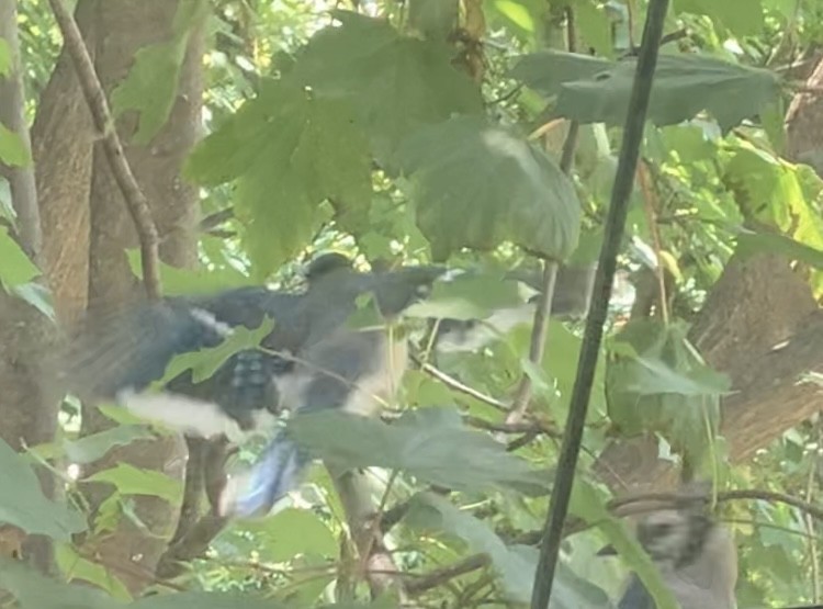 Blue Jay - ML638987427