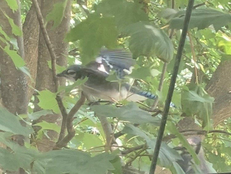 Blue Jay - ML638987428