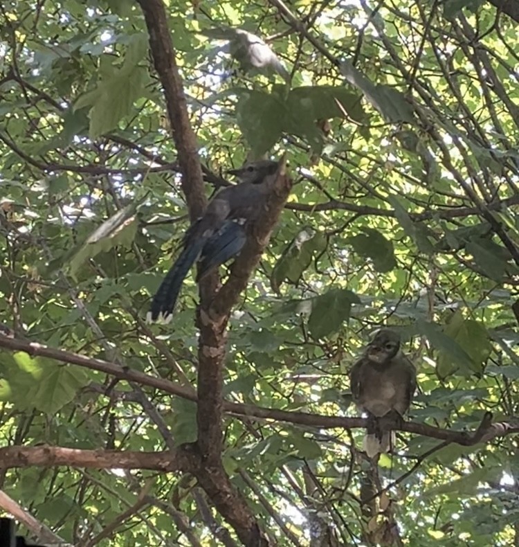 Blue Jay - ML638987434