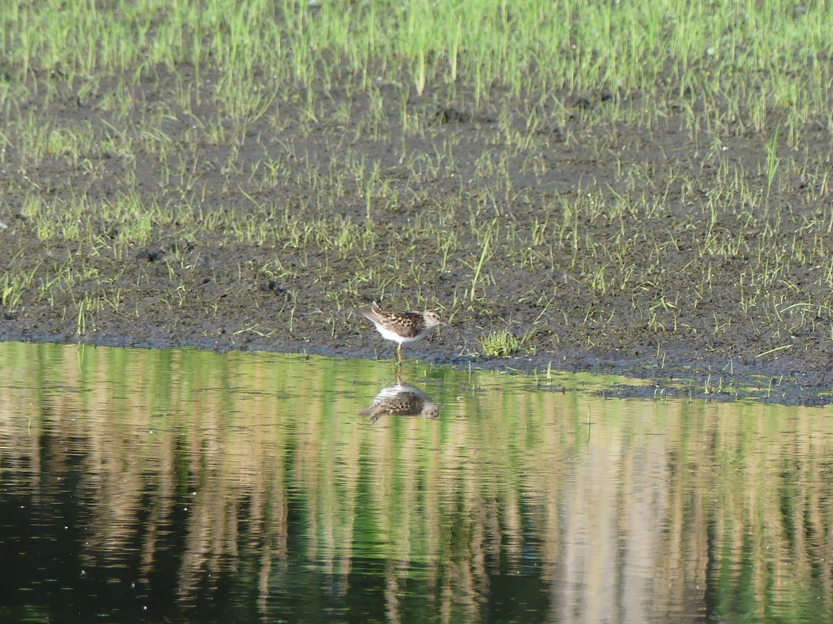 Least Sandpiper - ML638987457
