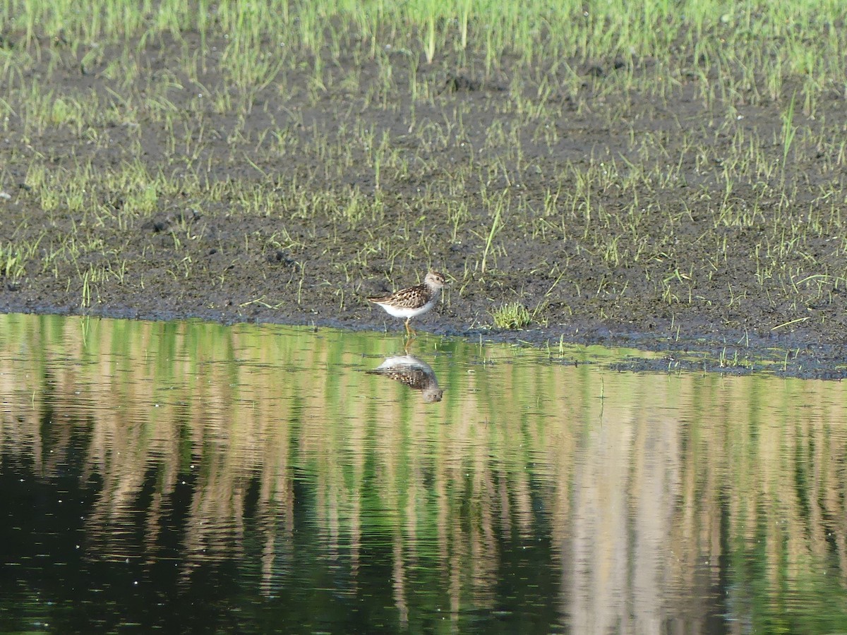 Least Sandpiper - ML638987460