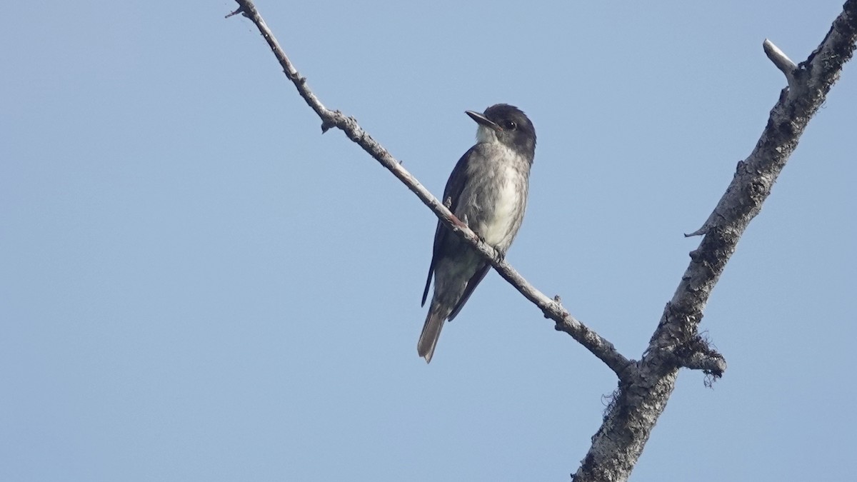 Olive-sided Flycatcher - ML638987463