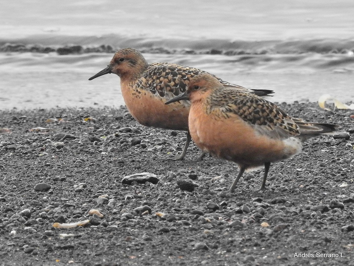 Red Knot - ML638987477