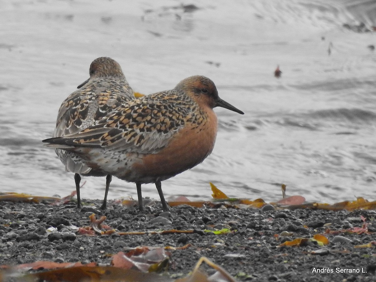 Red Knot - ML638987479