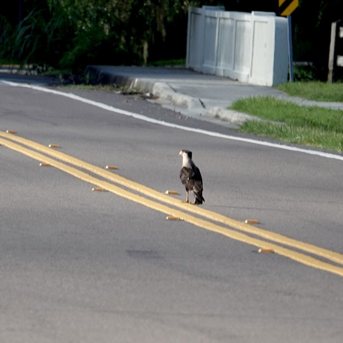 Caracara huppé (cheriway) - ML638987481