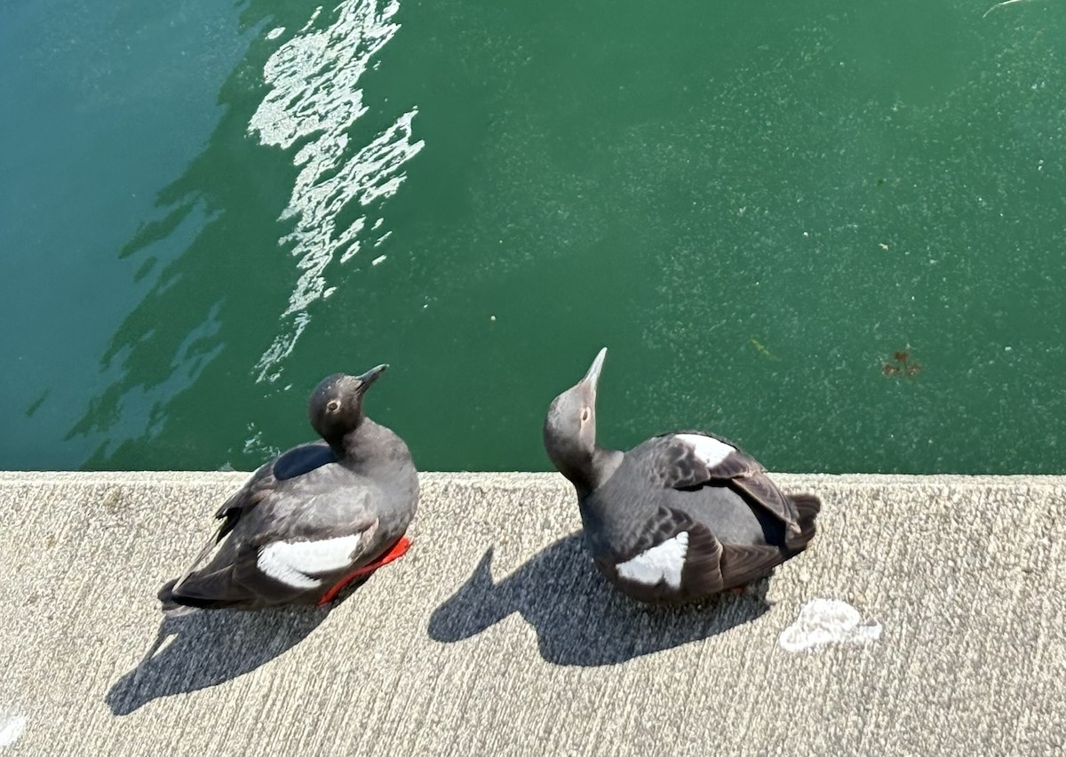 Pigeon Guillemot - ML638987487