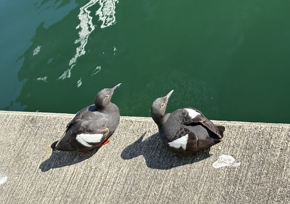 Pigeon Guillemot - ML638987488