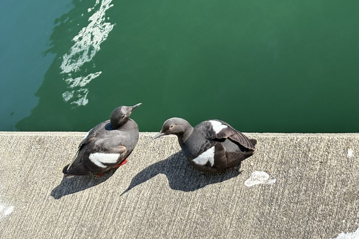 Pigeon Guillemot - ML638987489