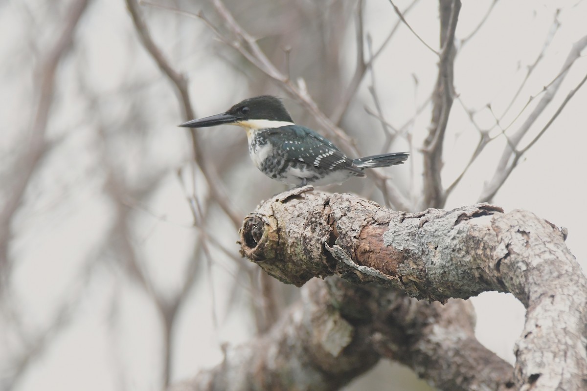 Green Kingfisher - ML638987521