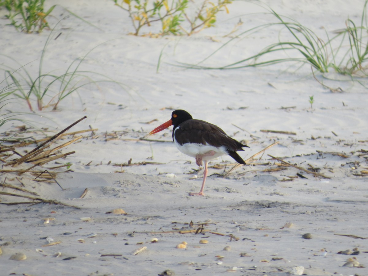 American Oystercatcher - ML638987523
