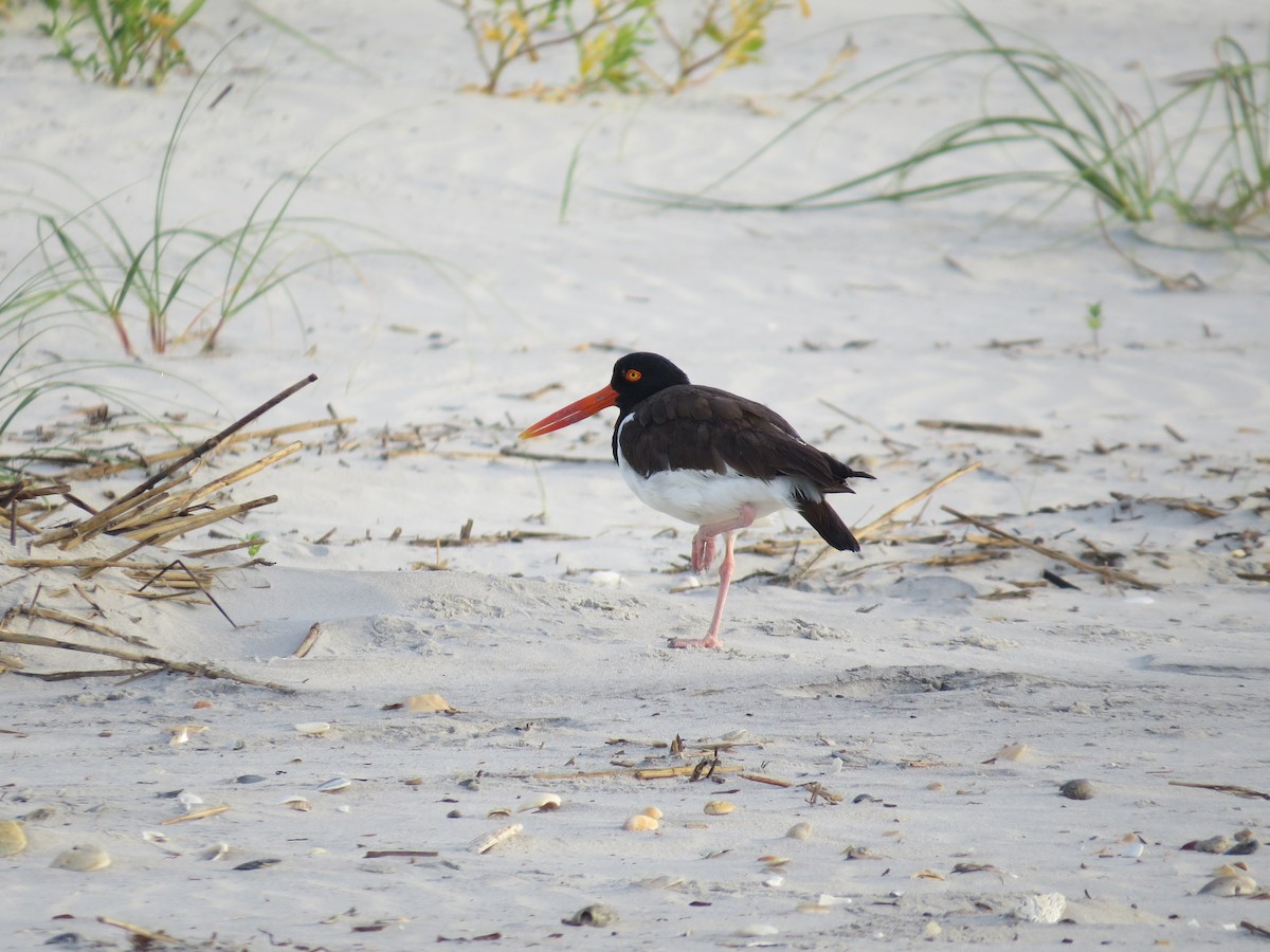 American Oystercatcher - ML638987524