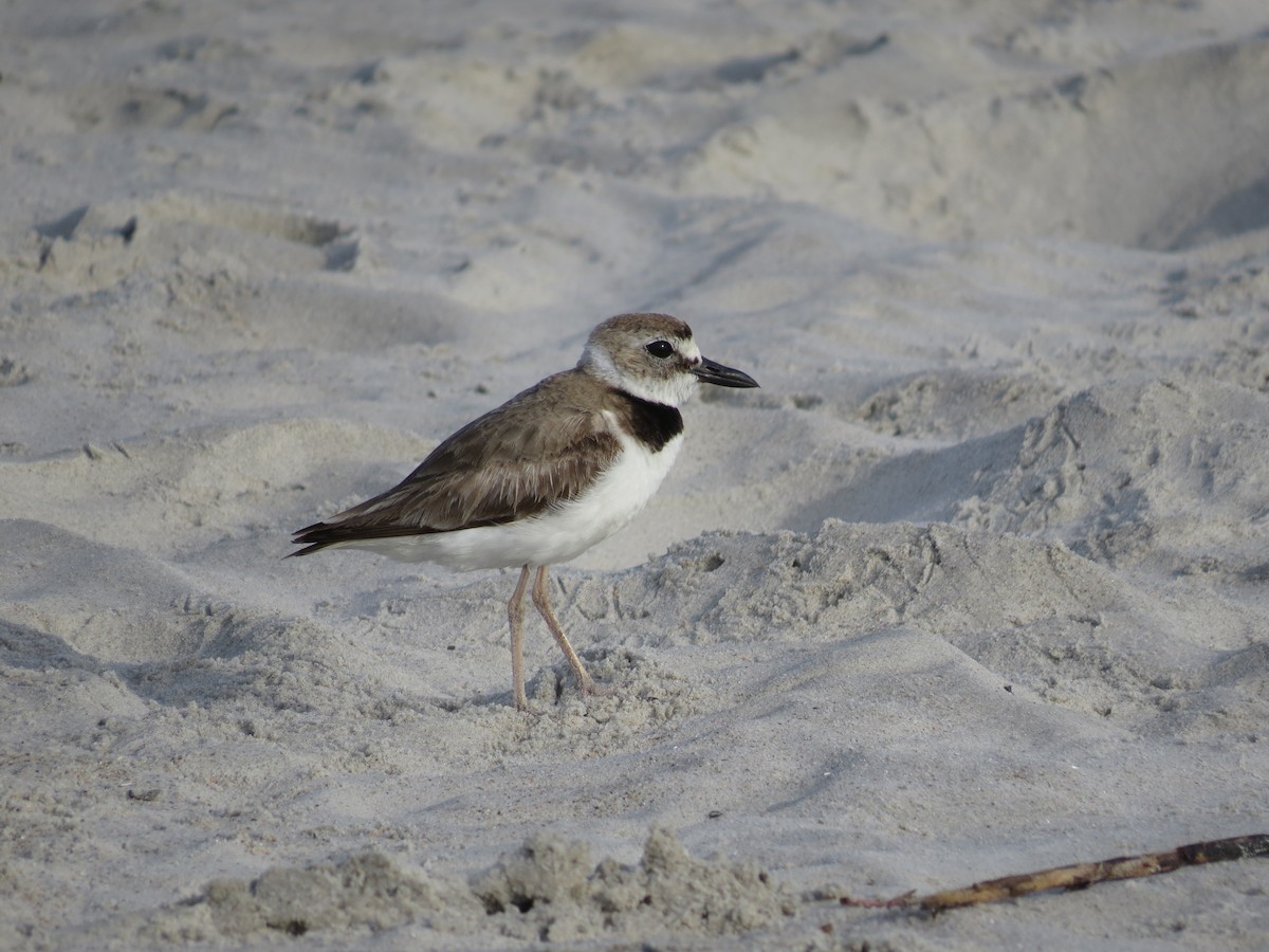 Wilson's Plover - ML638987540