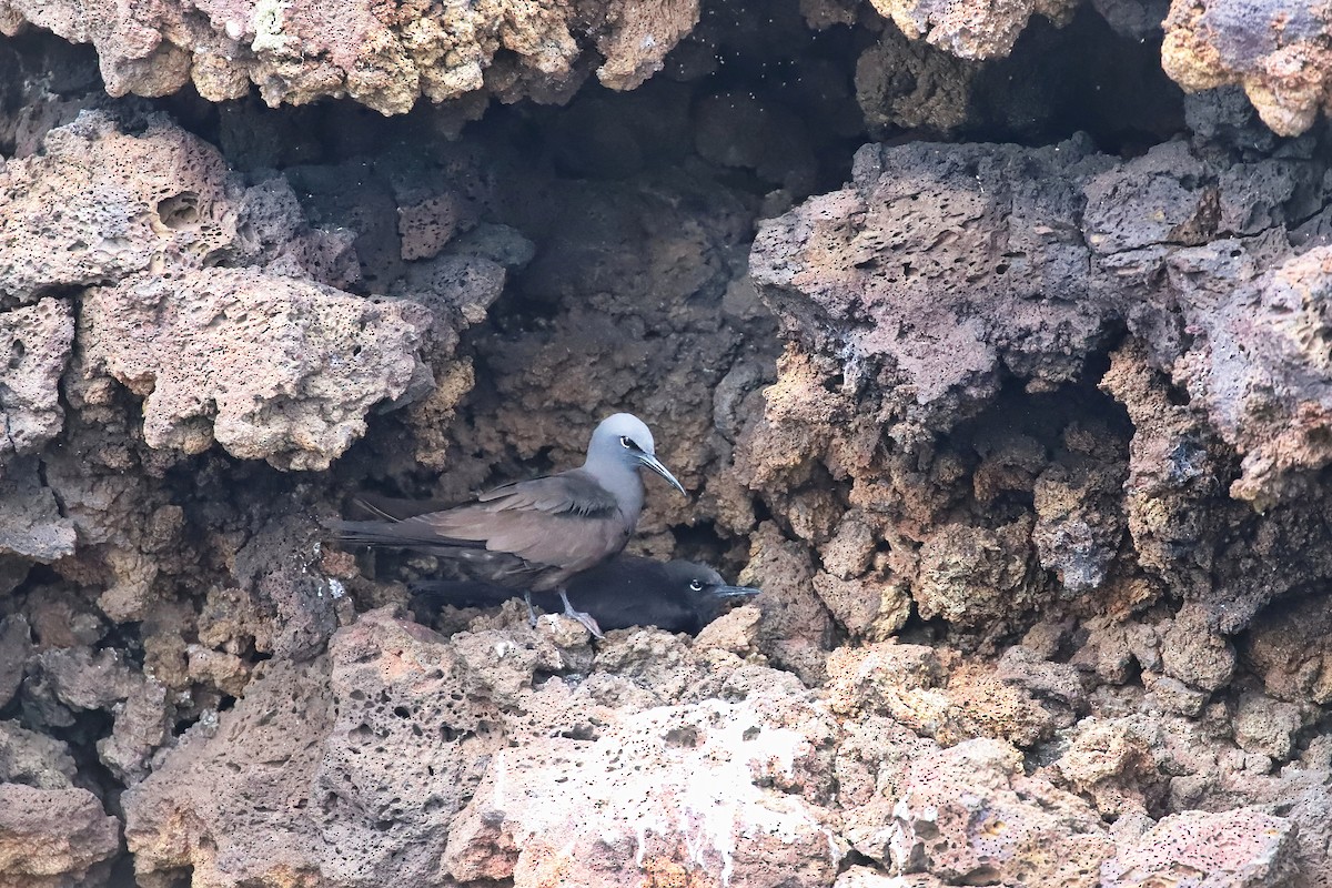 Brown Noddy - ML638987542