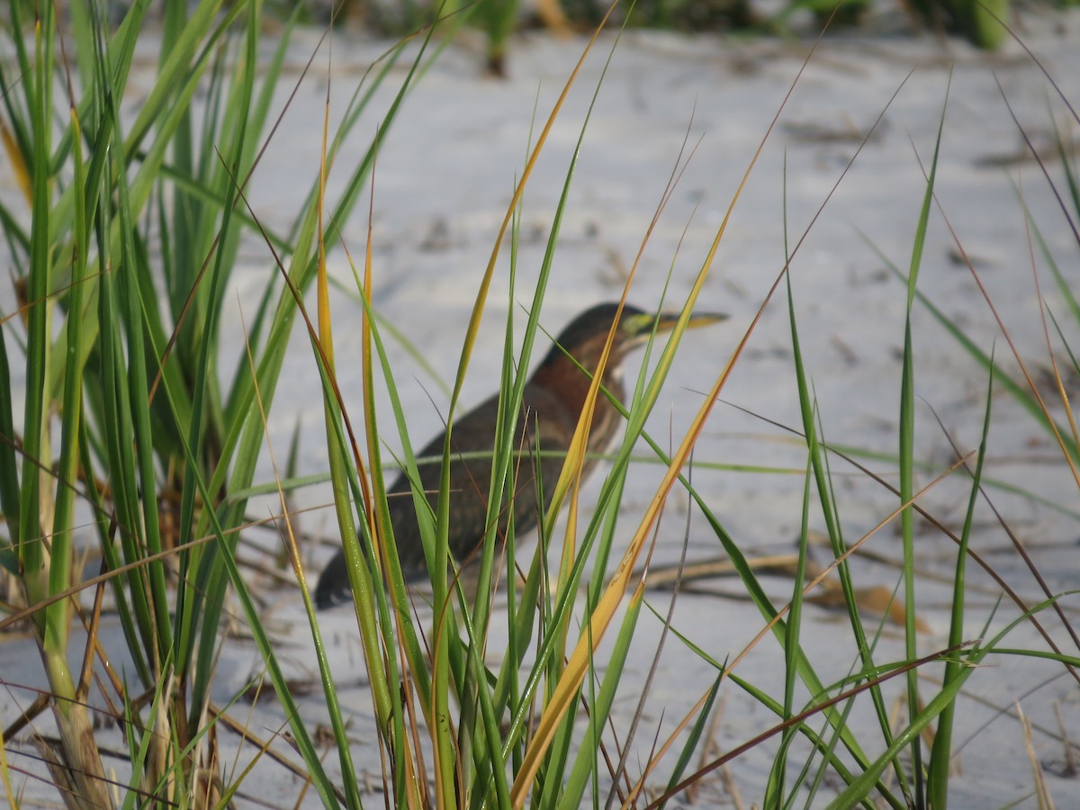 Green Heron - ML638987555