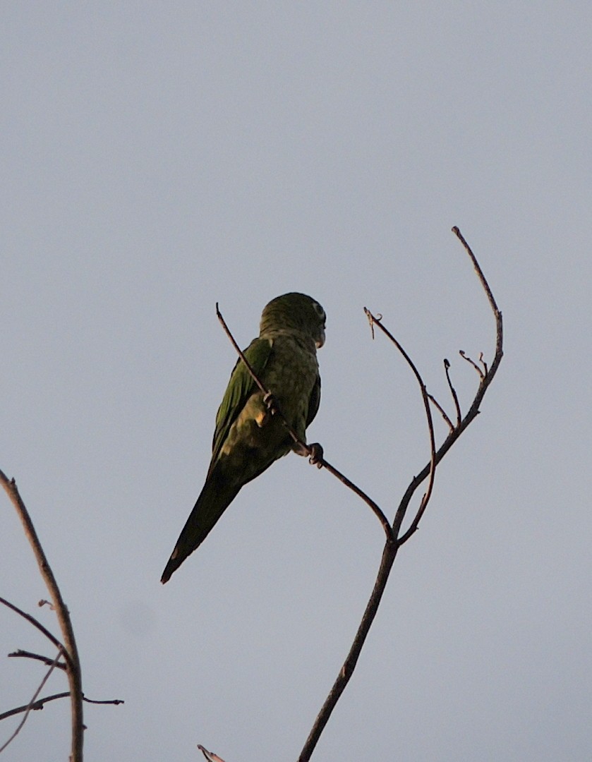Olive-throated Parakeet - ML638987578