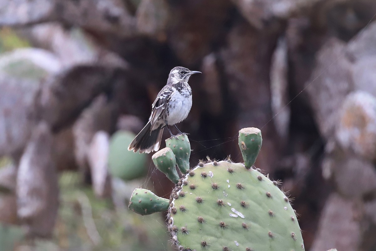 Floreana Mockingbird - ML638987581